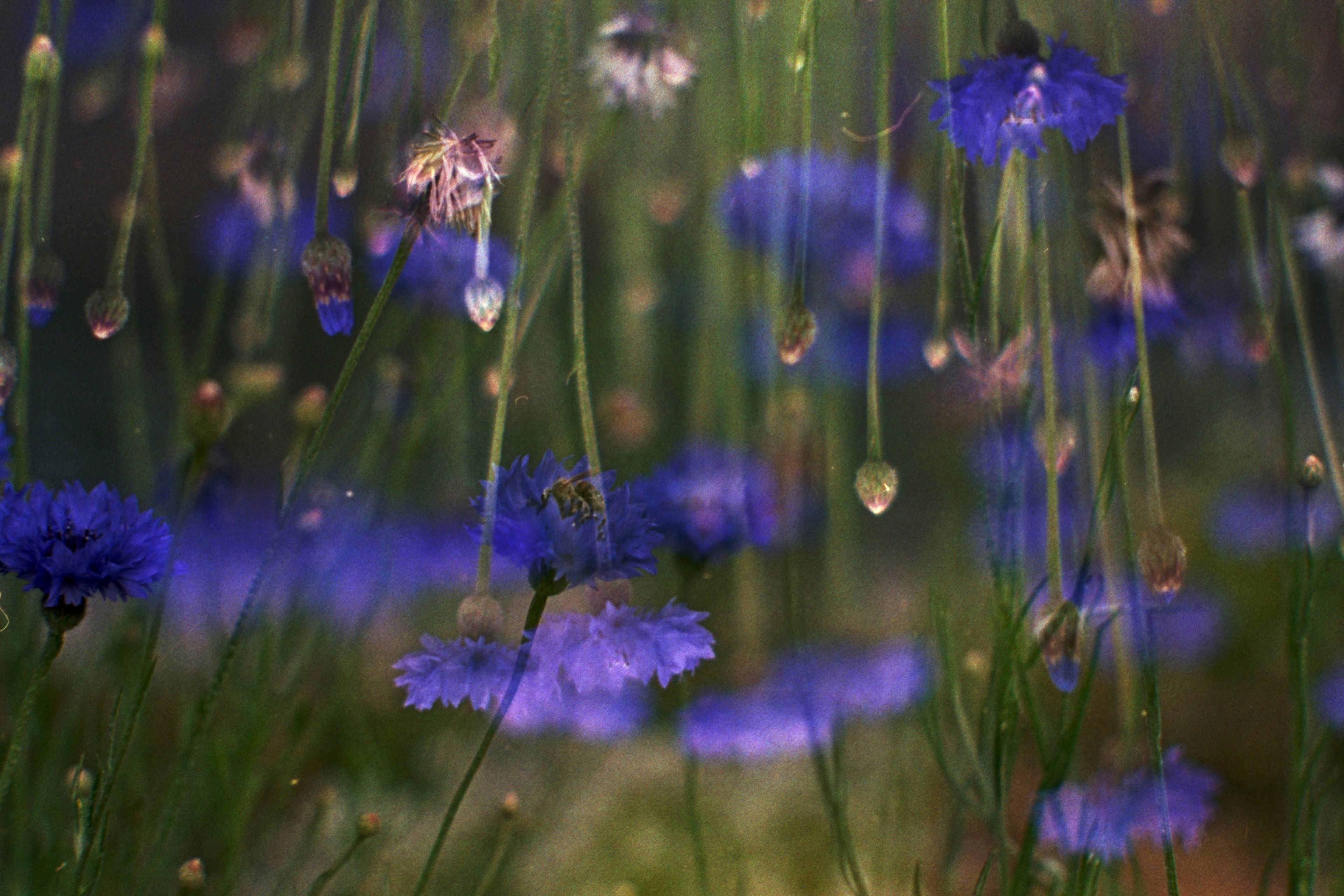 Blue and purple cornflowers beaded with water
